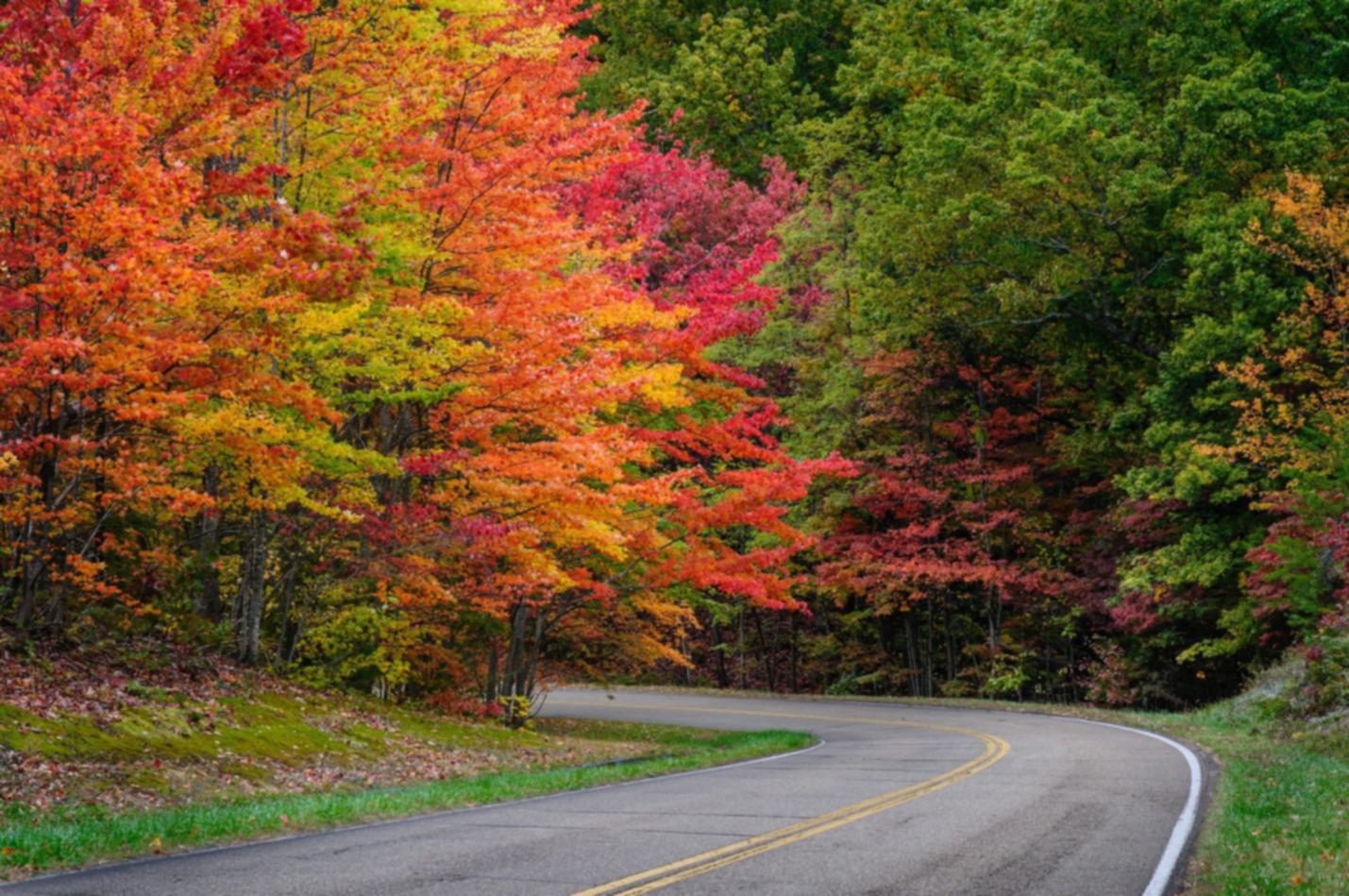 blurred trees