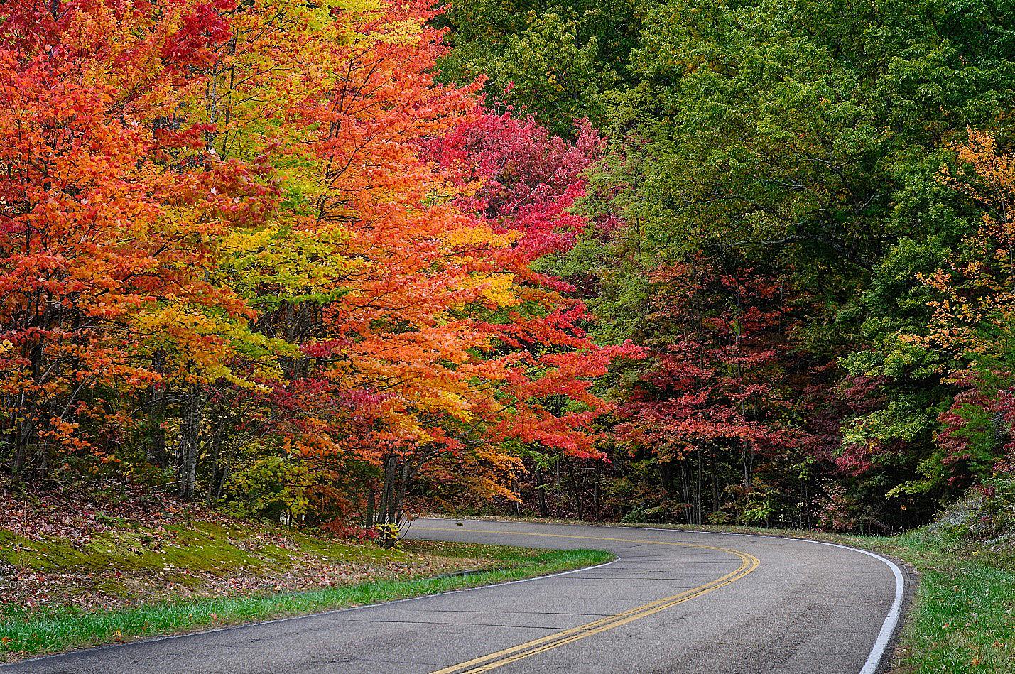 trees sharpened